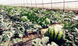 几年前安徽吃瓜爆料,一场引发热议的网络风云